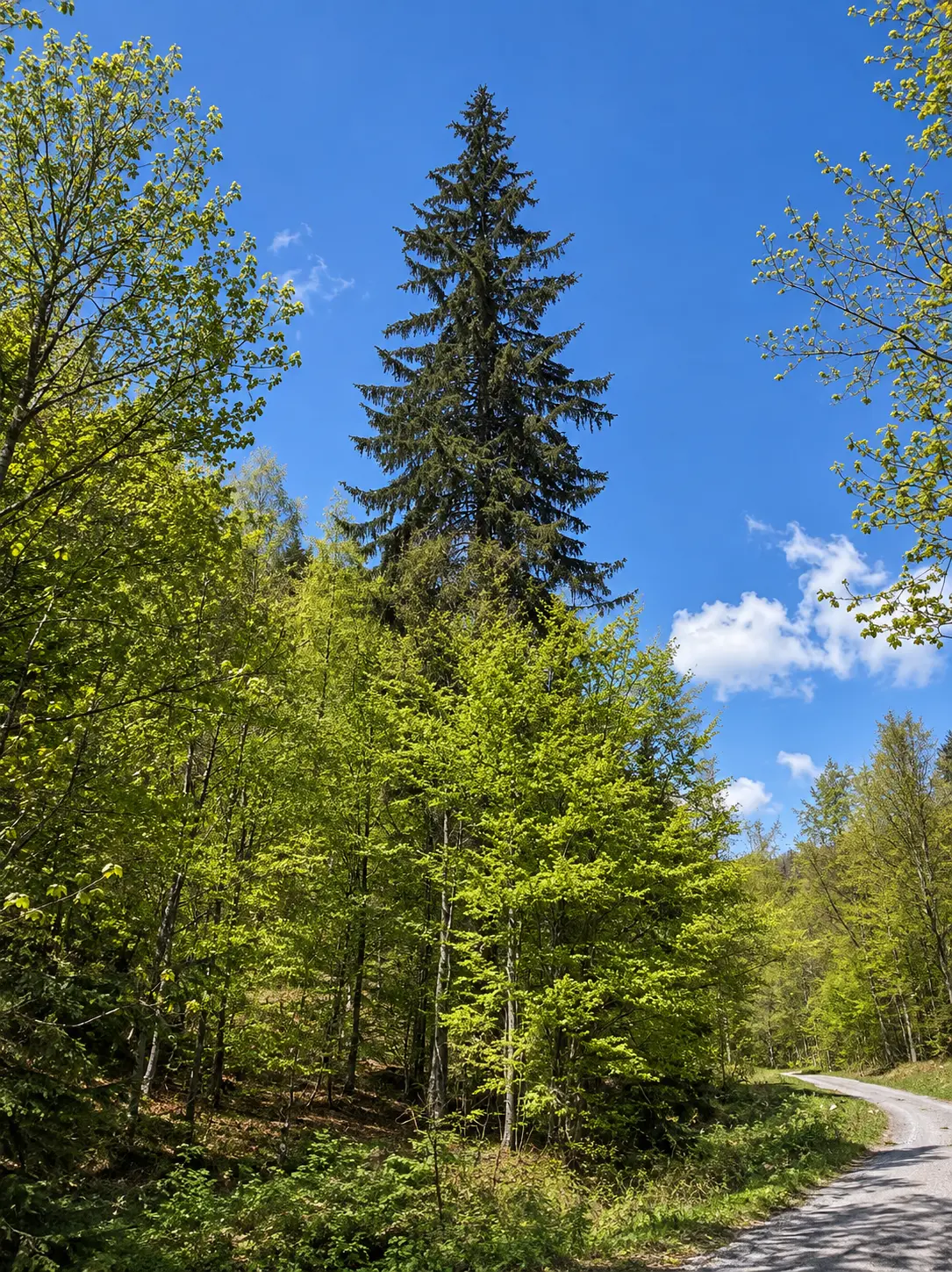 Fořtův smrk v Dlouhé dolině nad Horní Lipovou